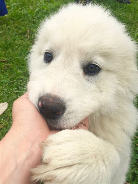 Maremma Sheepdog Puppies: Cuteness Overload! — Brooklyn DoubleWide