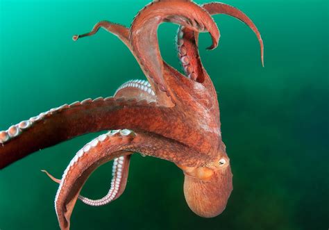 Octopus Symbolism & Meaning (+Totem, Spirit & Omens) – Pet News Live