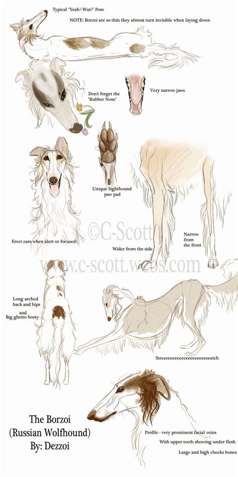 :Borzoi Study: by Dezzoi.deviantart... on @deviantART, #Borzoi # ...