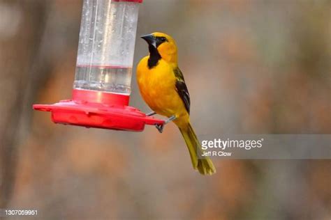 11 Altamira Oriole Stock Photos, High-Res Pictures, and Images - Getty ...