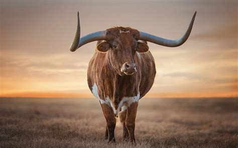 Texas Longhorn & Background HD wallpaper | Pxfuel