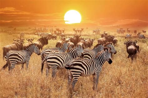 The Amazing Serengeti Wildlife | Flipboard