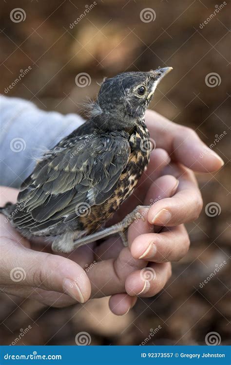 Baby robin held in hands. stock image. Image of baby - 92373557