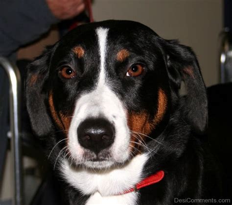 Appenzeller Mountain Dog Image - DesiComments.com