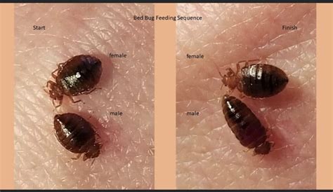 Male VS Female Bed Bug - How To Tell The Difference - With Photos