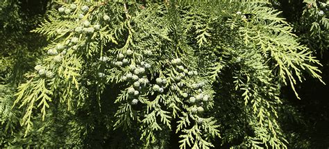 Northern Forest Foraging Guide - ON Nature Magazine