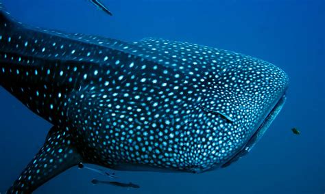 Whale Shark Monitoring - Galapagos Conservation Trust