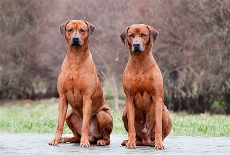 Rhodesian Ridgeback Temperament And Personality - 11 Awesome Traits You ...