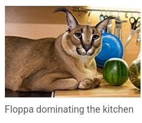 Wikipedia article on Big Floppa | Big Floppa | Know Your Meme