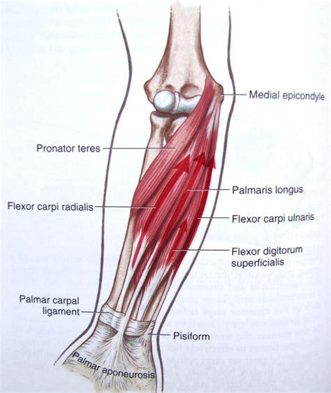 Notes on Anatomy and Physiology: One Big Tendon | Forearm muscle ...