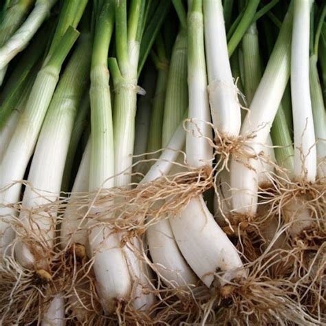 ONION SEEDS : Calçot Onion Seeds "blanc de Lleida" / CP202 - Chili Punk ...