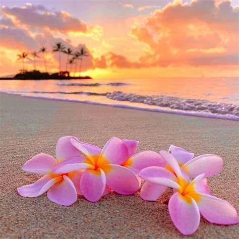 Hawaii | Plumeria flowers, Beautiful flowers, Beautiful beach pictures