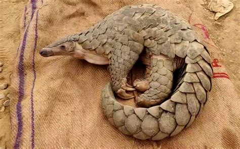 Endangered Indian Pangolin Returns To The Wild - Wildlife Trust of India