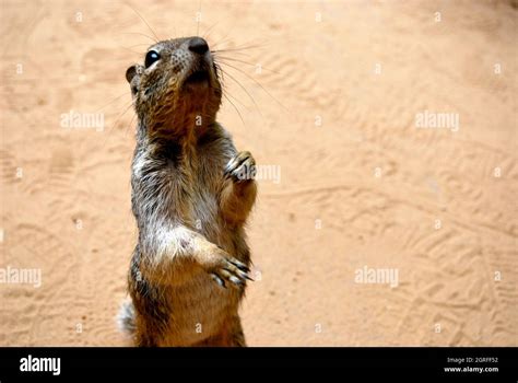 Let's Be Friends Stock Photo - Alamy