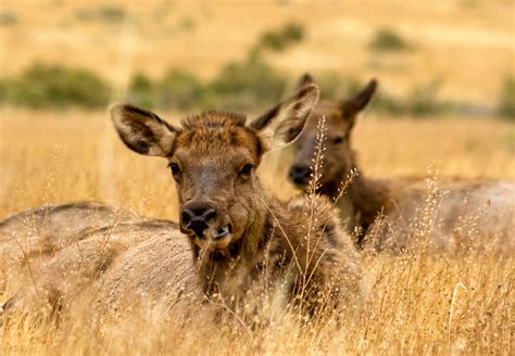 Wake Up to Wildlife | Yellowstone National Park Lodge