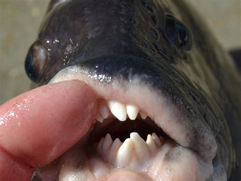 Tautog are fish to make dentists smile and give the rest of us the ...