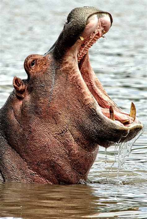 About Wild Animals: A hippo with it's mouth wide open | Scary animals ...