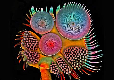 Microscopic Photography by Igor Siwanowicz | Daily design inspiration ...