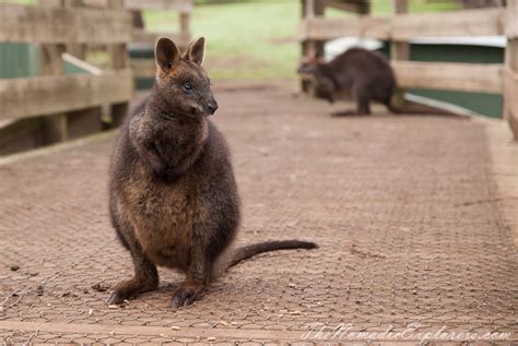 A day trip to the Phillip Island Wildlife Park | The Nomadic Explorers ...