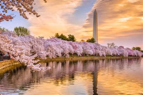 Cherry Blossom Season Washington Dc 2024 - Kayle Melanie