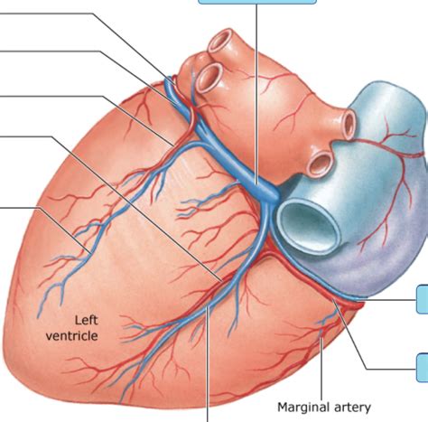 Coronary Circuit Diagram Posterior View