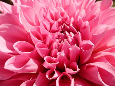 🔥 Free Download Pink Dahlia Spring Flower Wallpaper by @courtneyp20 ...