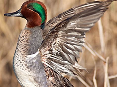 Green Winged Teal Hunting - Waterfowlers Challenge