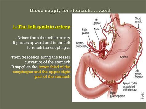 PPT - Stomach and esophagus PowerPoint Presentation, free download - ID ...