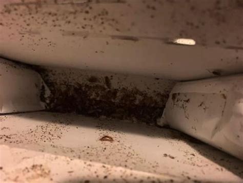 Cockroach infestation drives family out of London, Ont., apartment ...