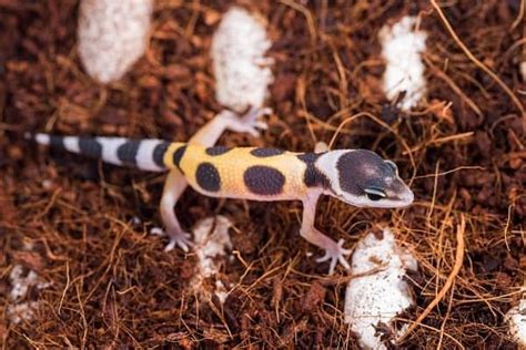 Leopard Gecko Feeding Schedule | Terrarium Tales