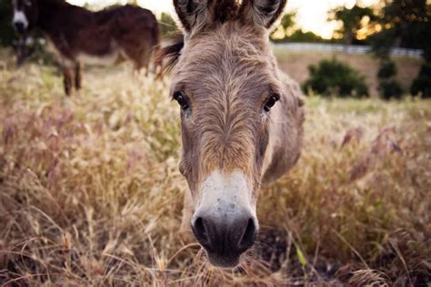 How To Conduct A Donkey Health Check - The Open Sanctuary Project