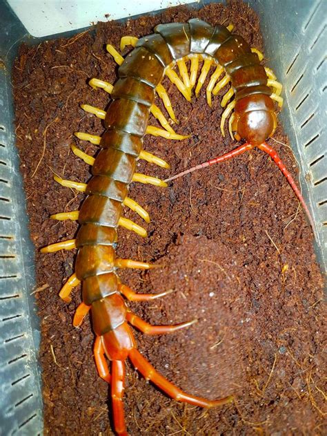 a large centipeus laying on top of dirt in a container with yellow and ...