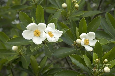 Flowering Loblolly Bay Tree Photograph by Inga Spence