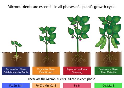 What Are the Different Types of Fertilizers Explain Giving Examples