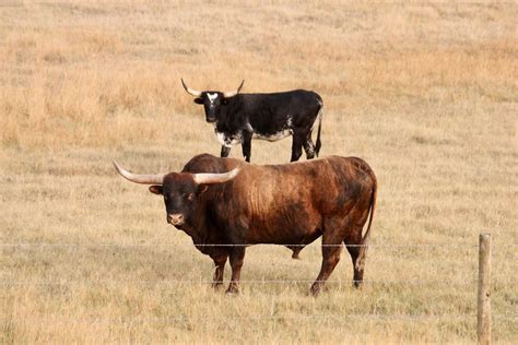 Grasslands National Park: Amazing Things to Know