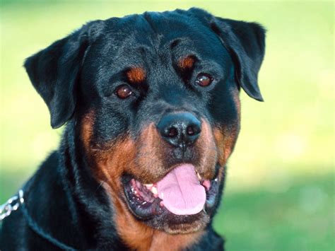 Beautiful Rottweiler - Rottweiler Wallpaper (13378990) - Fanpop