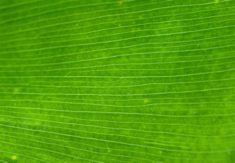 foliage, texture, background, leaves texture backgrounds