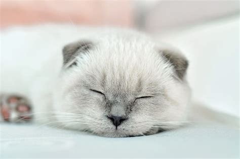 White Scottish Fold Domestic Cat Sleeping in White Bed. Beautiful White ...