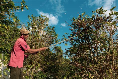 Farmer harvesting coffee beans from the coffee plant with a special ...