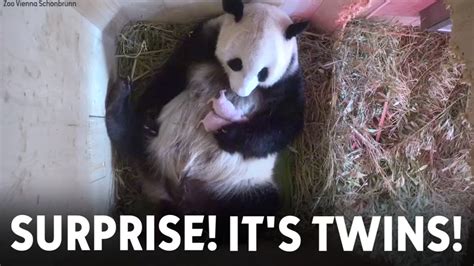 Surprise: Twins! Giant panda gives birth to two cubs in Austria - 6abc ...