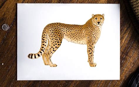 How to Draw a Cheetah - Creating a Cheetah Sketch in 17 Quick Steps