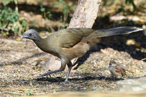 Plain Chachalaca - Big Year Birding