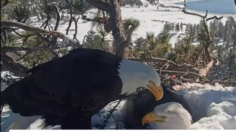 Experts Say Big Bear Bald Eagle Eggs Unlikely to Hatch – NBC Los Angeles