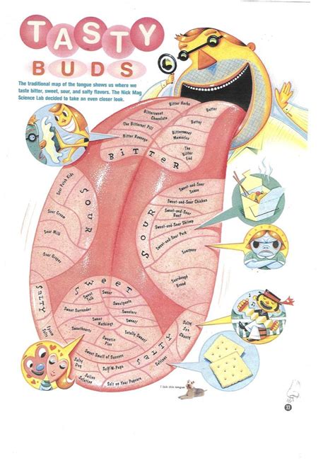 [DIAGRAM] Taste Bud Diagram Printable - MYDIAGRAM.ONLINE