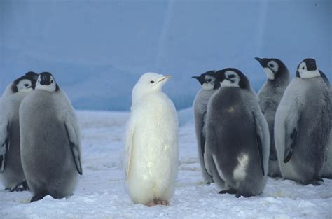 Albino Penguin – Shoebill.com