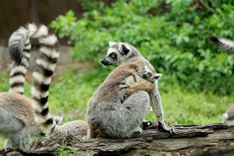 Oto, jak zwiedzający wrocławskie zoo ratują zwierzęta. Przeczytaj list ...