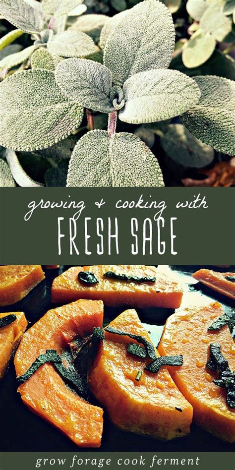 How to Grow, Harvest, and Cook with Fresh Sage | Cooking with fresh ...