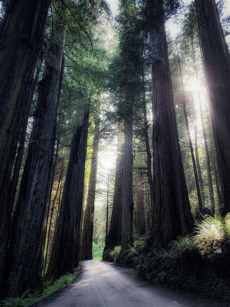 Redwoods- Del Norte Coast Photograph by Trice Jacobs - Fine Art America