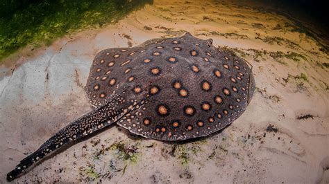 Overfishing is hammering South America's rare river stingrays | Science ...