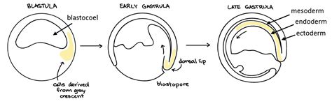 Animal Development II: Gastrulation & Organogenesis | Organismal Biology